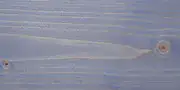 1831-na-sosne-1 1831 na sosne 1