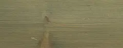 GNATURE 2005 Прозрачный серо-зелёный