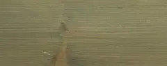 GNATURE 2005 Прозрачный серо-зелёный