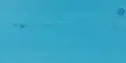 ral5018-180 ral5018 180
