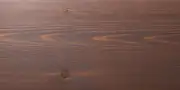 sad-9 SAD 9