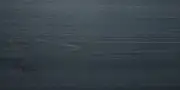 tm-1508 TM .1508