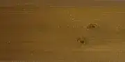 tm-3919-97-sosna-krashenaya TM 3919 97 sosna krashenaya